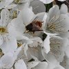 L'OSMIE est une des premières abeilles à apparaître en mars. Elle est  utile pour la pollinisation des fruitiers précoces. MARIE-PIERRE TESSIER